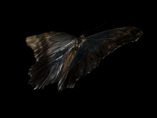 Mystical Metamorphosis: Life and Mortality in Aqua Art 116