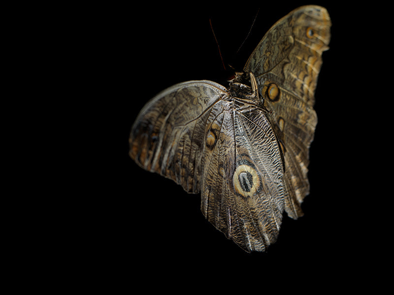 Aquatic Ballet: Underwater Photography of Fluttering Butterflies
