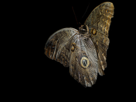 Aquatic Ballet: Underwater Photography of Fluttering Butterflies