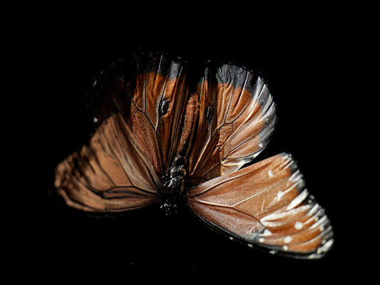 Vanishing Beauty: Butterfly Breeding in Visual Harmony