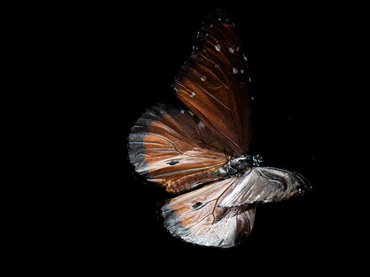 Fluidic Portraits: Underwater Butterfly Breeding in Liquid Time