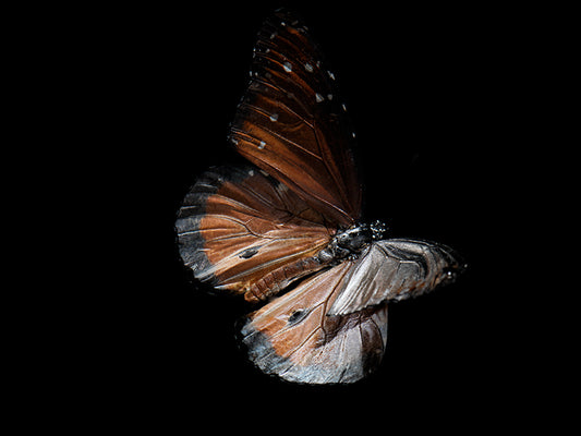 Ethereal Elegance: Reflections on Life and Mortality in Aqua Art