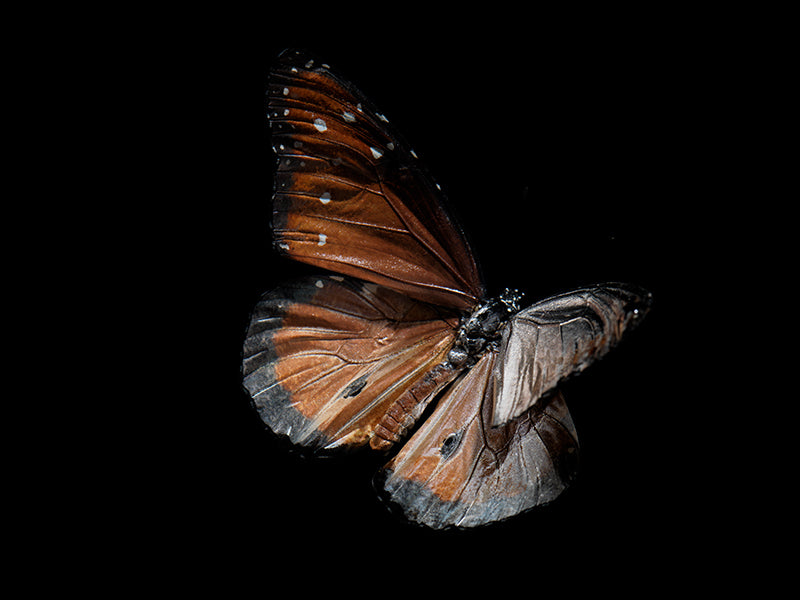 Aqueous Metamorphosis: Submerged Butterflies in Liquid Tranquility