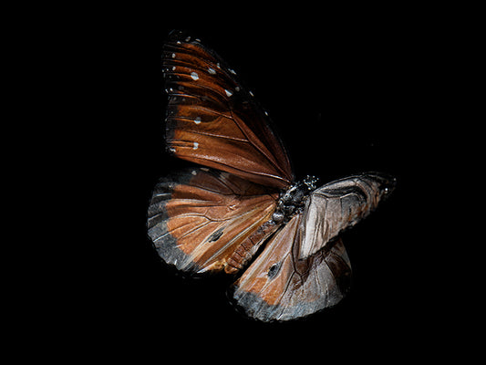 Aqueous Metamorphosis: Submerged Butterflies in Liquid Tranquility
