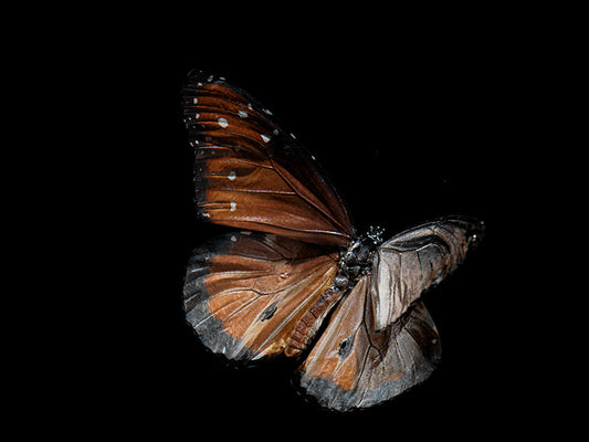 Submerged Serenade: Underwater Photography of Ethereal Beauty