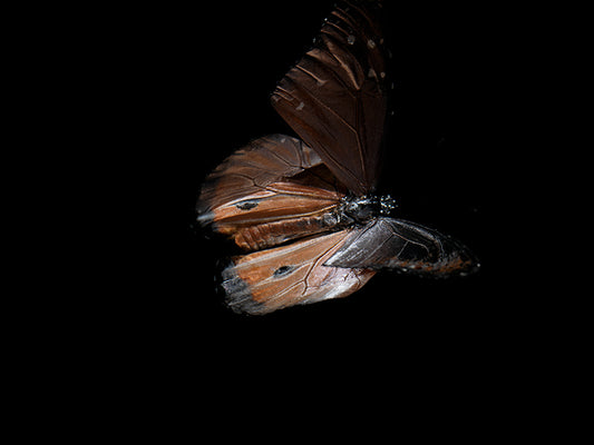 Transient Beauty: Butterfly Breeding in Visual Reflections