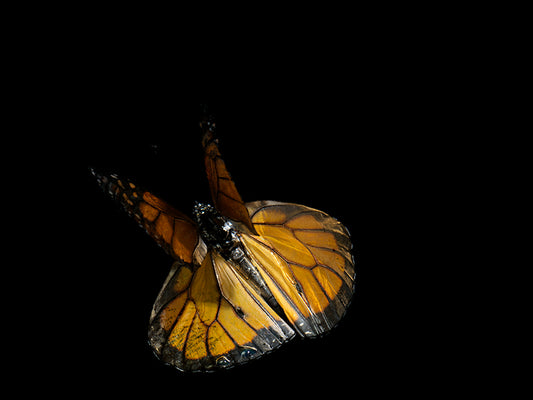 Vanishing Wings: Life and Mortality in Aqua Art