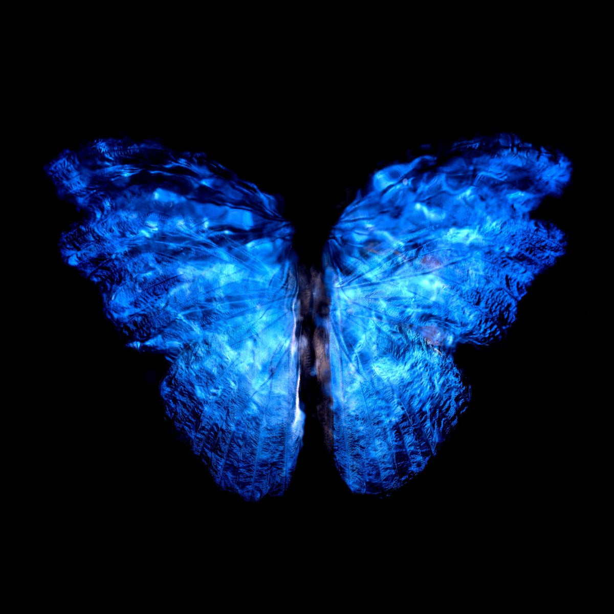 Additional view of Transparency of a dream No. 0913-003, underwater analogue butterfly photograph by Alexander James Hamilton