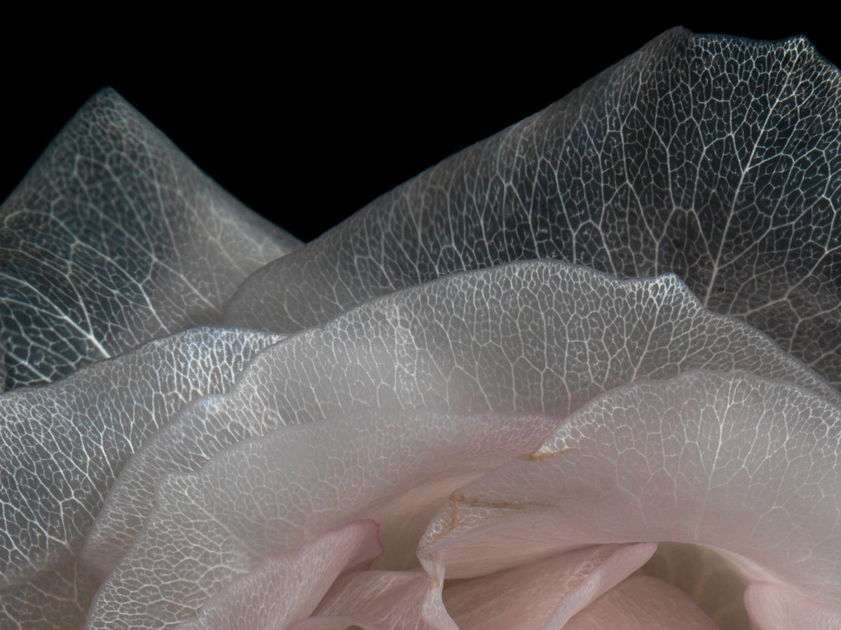 Additional view of Glass Plate 2059, analogue glass photograph by Alexander James Hamilton
