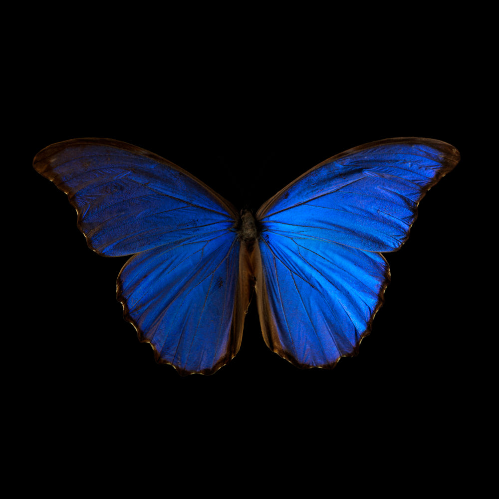 Additional view of Morpho Amathonte 0005, underwater analogue butterfly photograph by Alexander James Hamilton