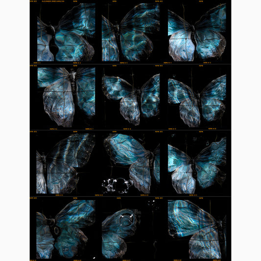 full frame darkroom contact sheet print of Morpho blue butterflies