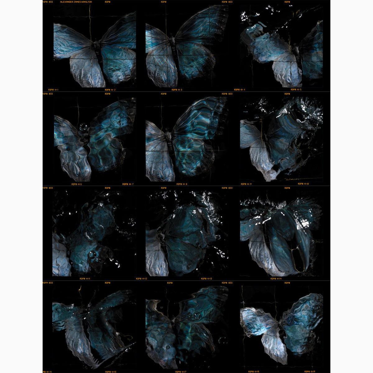swarm butterfly contact sheet release by artist Alexander James Hamilton
