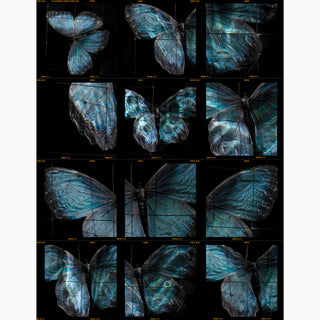 CONTACT STATES full frame 120 positive E6 Contact Sheet darkroom print