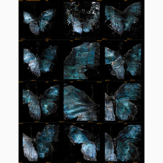 a contact sheet darkroom print of an E6 roll film full of butterflies