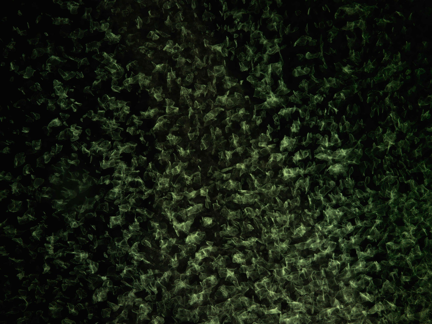 Cymatic Plate 0021, Artists Proof I