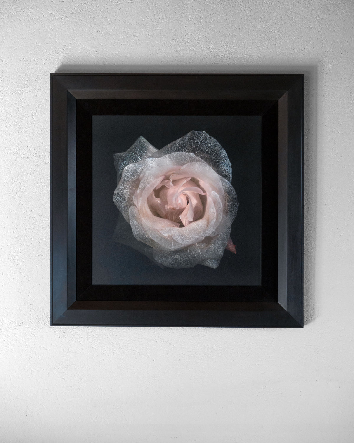 Additional view of Glass Plate 2059, analogue glass photograph by Alexander James Hamilton