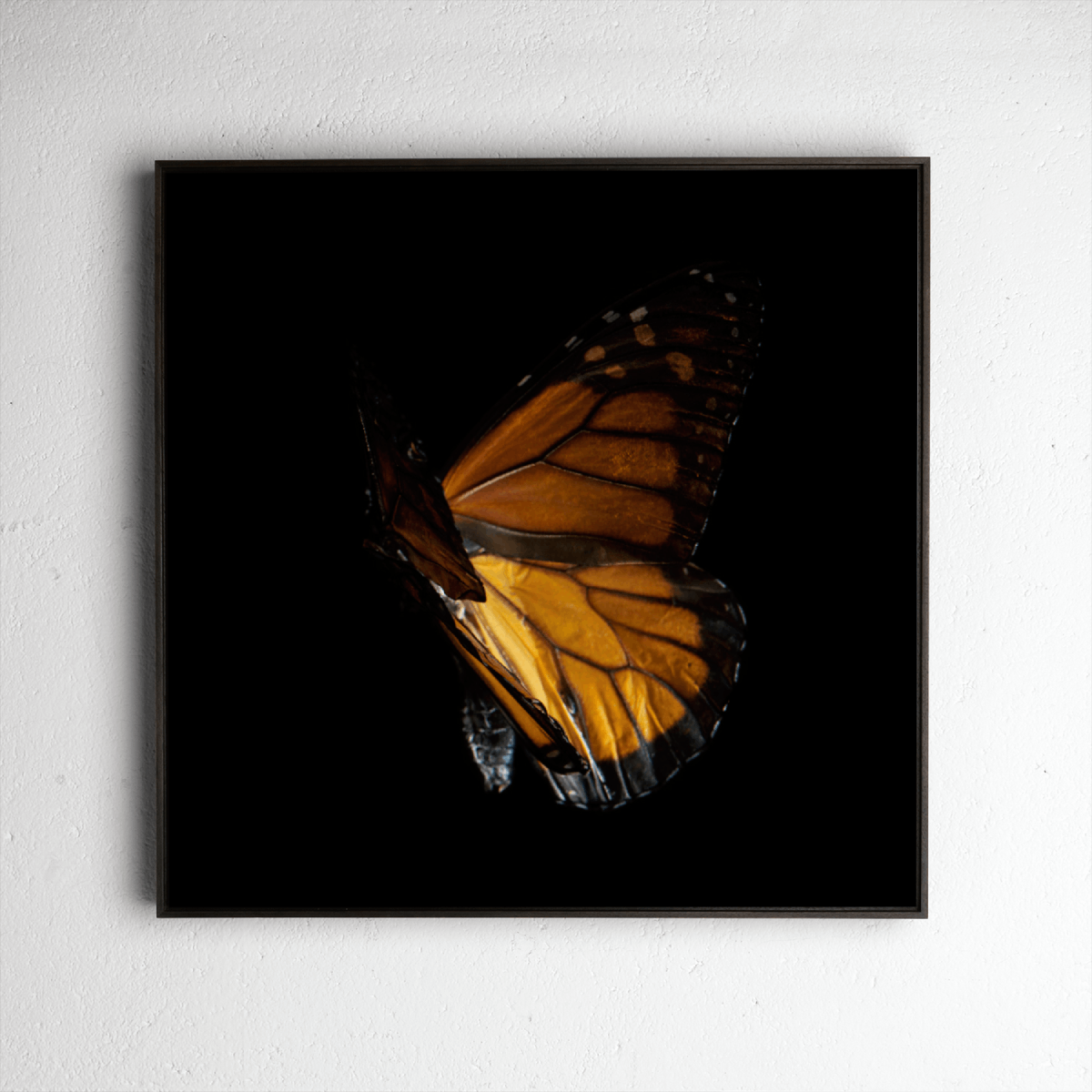 Danaus Chrysippus 4176, underwater analogue butterfly photograph by Alexander James Hamilton