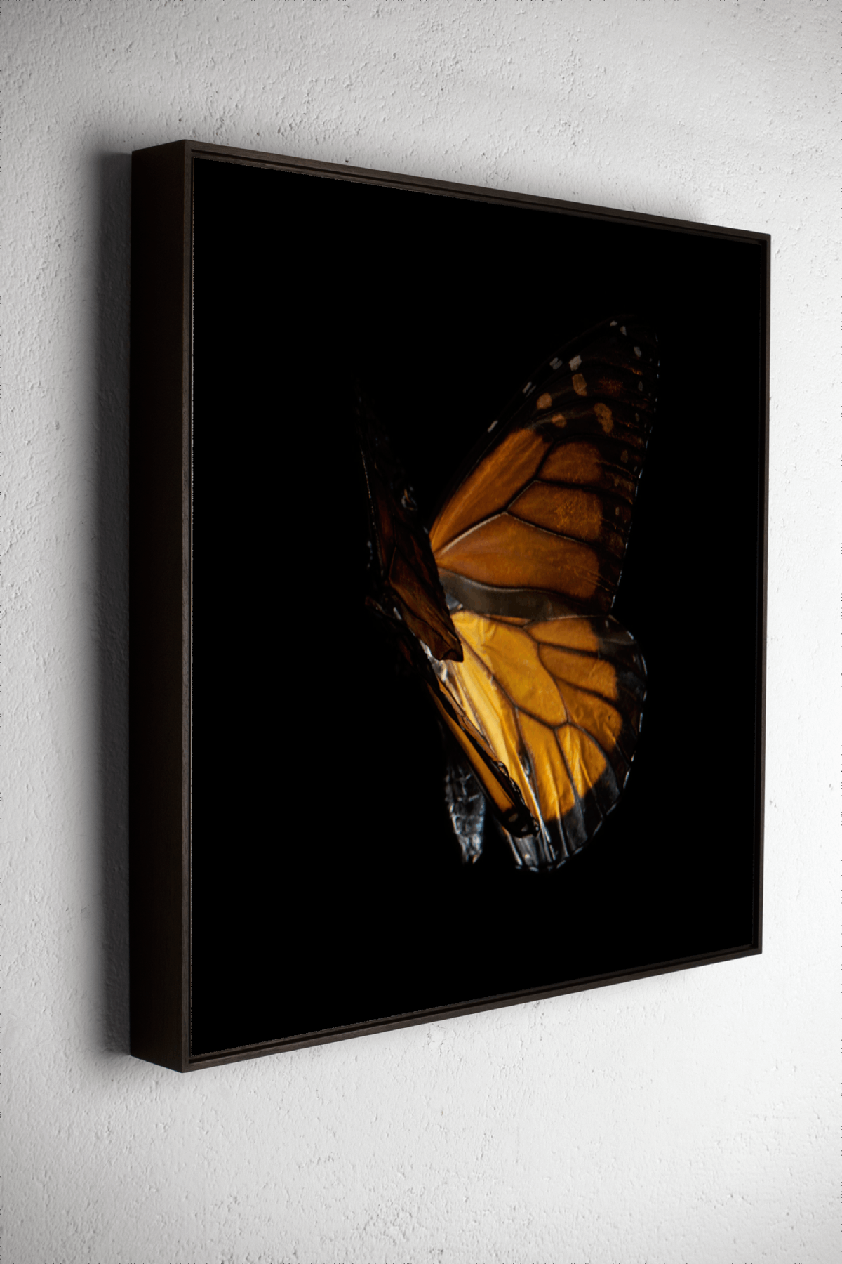 Left side view of Danaus Chrysippus 4176, underwater analogue butterfly photograph by Alexander James Hamilton