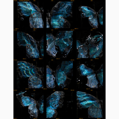 a signature contact sheet print from the Swarm Butterfly series