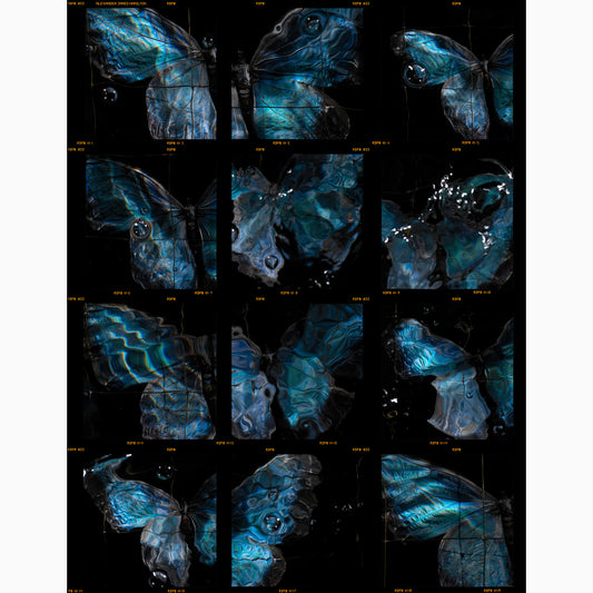 a signature contact sheet print from the Swarm Butterfly series