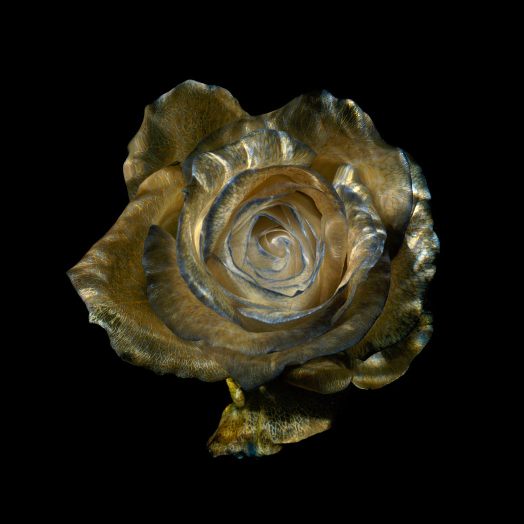 Additional view of Glass Plate 8055, analogue glass photograph by Alexander James Hamilton