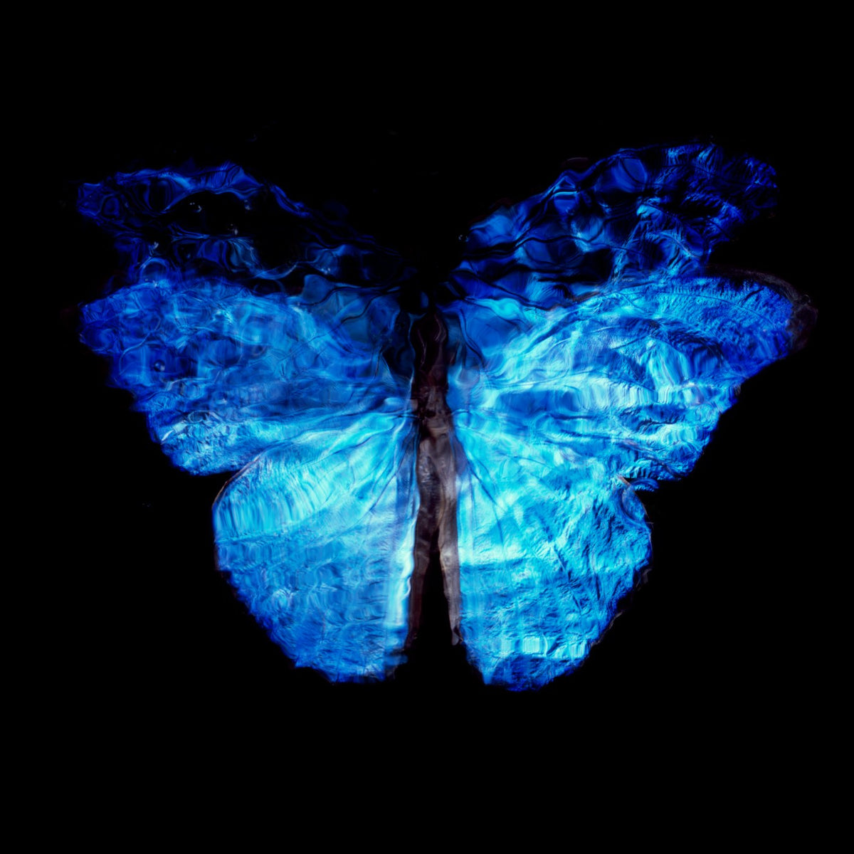 Additional view of Transparency of a dream No. 0813-28, underwater analogue butterfly photograph by Alexander James Hamilton