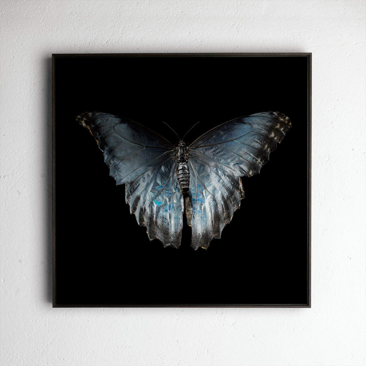 Morpho Peleides 0316, underwater analogue butterfly photograph by Alexander James Hamilton