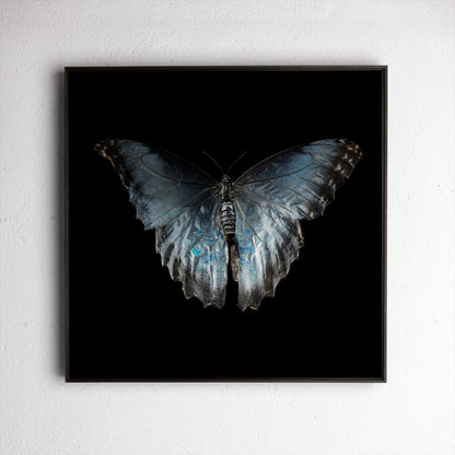 Morpho Peleides 0316