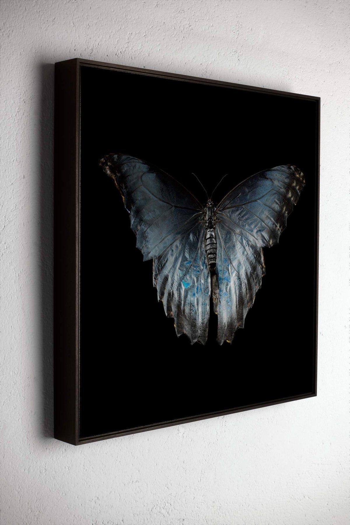Left side view of Morpho Peleides 0316, underwater analogue butterfly photograph by Alexander James Hamilton