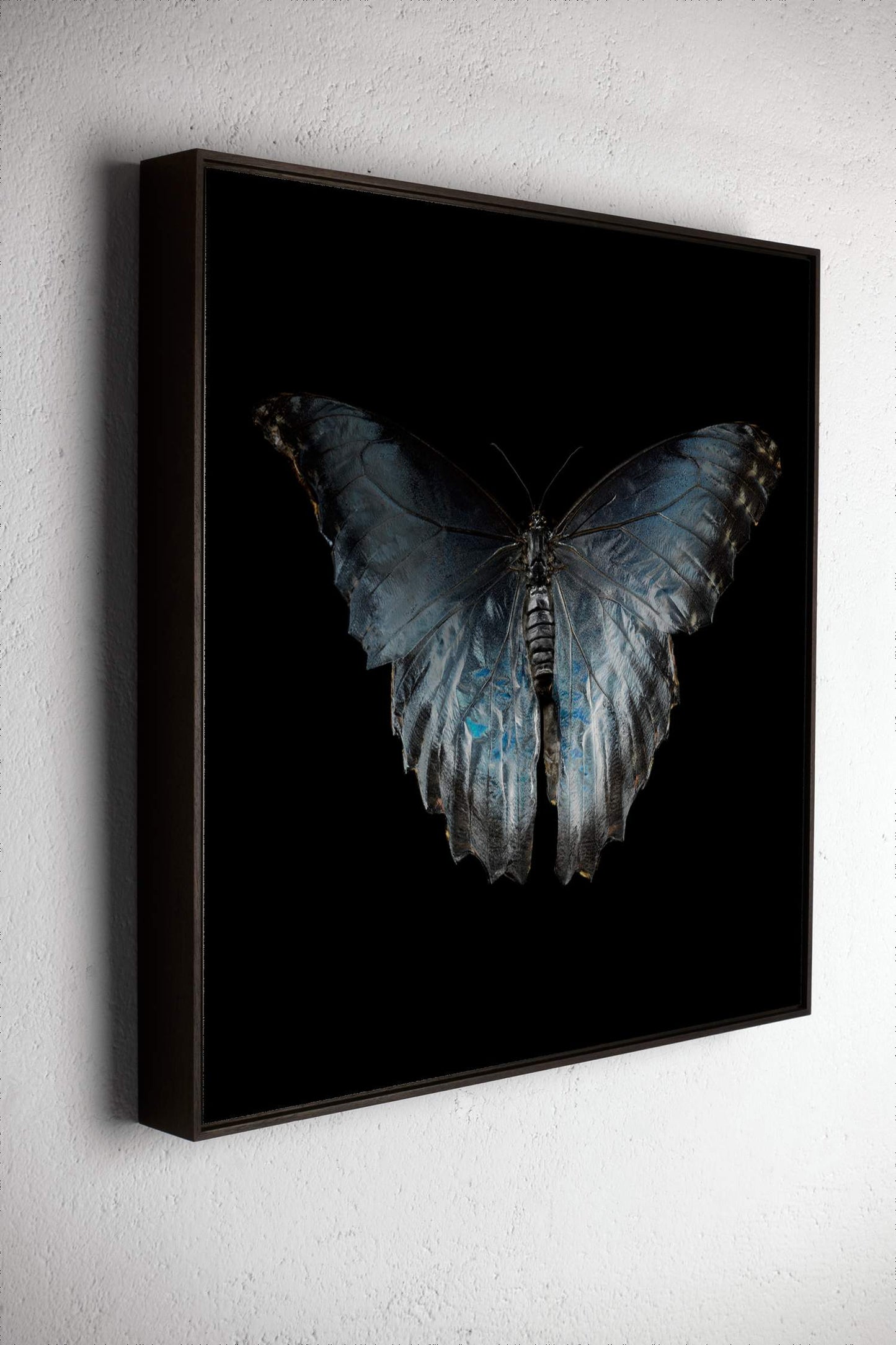 Morpho Peleides 0316