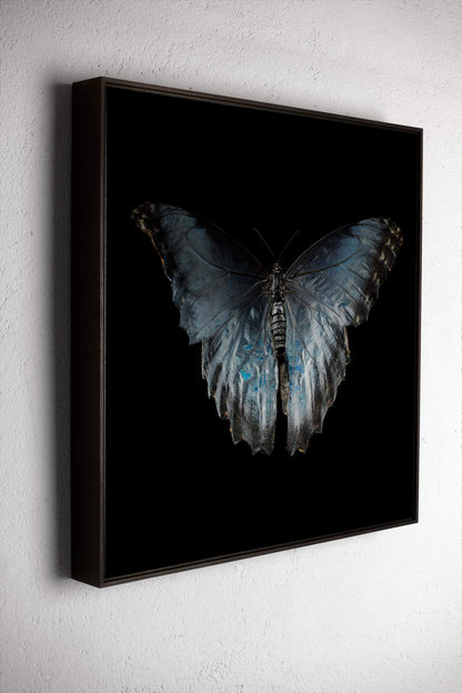 Morpho Peleides 0316