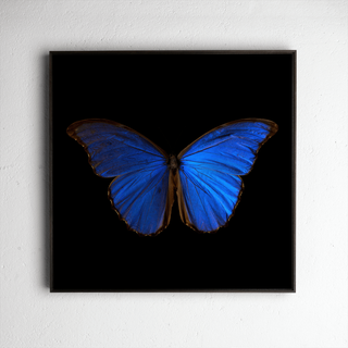 Morpho Amathonte 0005, underwater analogue butterfly photograph by Alexander James Hamilton