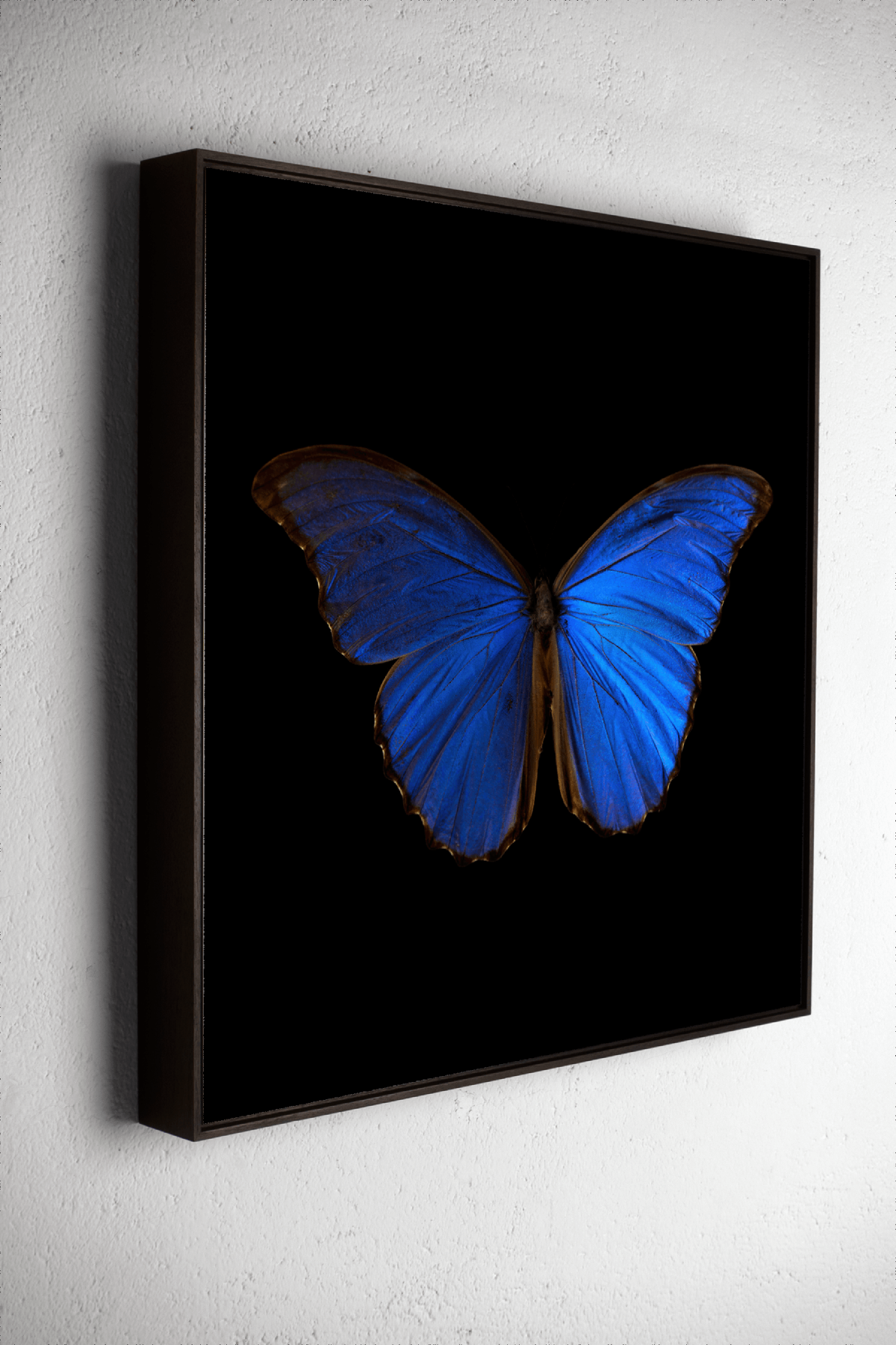 Right side view of Morpho Amathonte 0005, underwater analogue butterfly photograph by Alexander James Hamilton