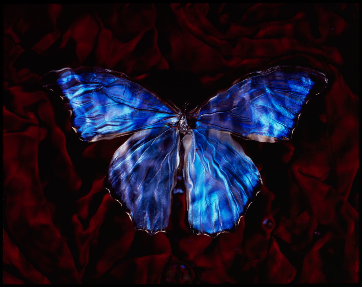 Additional view of Morpho, Blood & Water - No. II, underwater analogue butterfly photograph by Alexander James Hamilton
