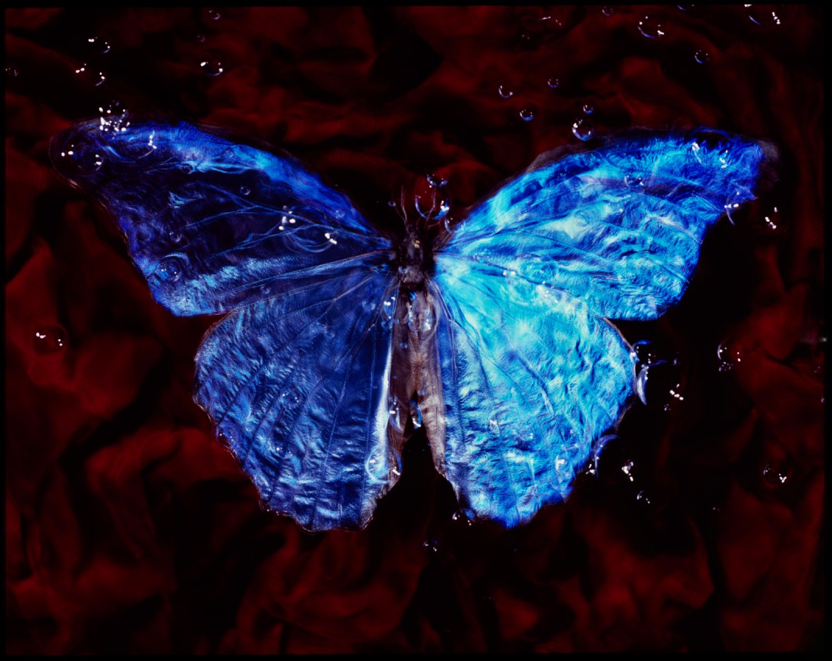Additional view of Morpho, Blood & Water - No. III, underwater analogue butterfly photograph by Alexander James Hamilton