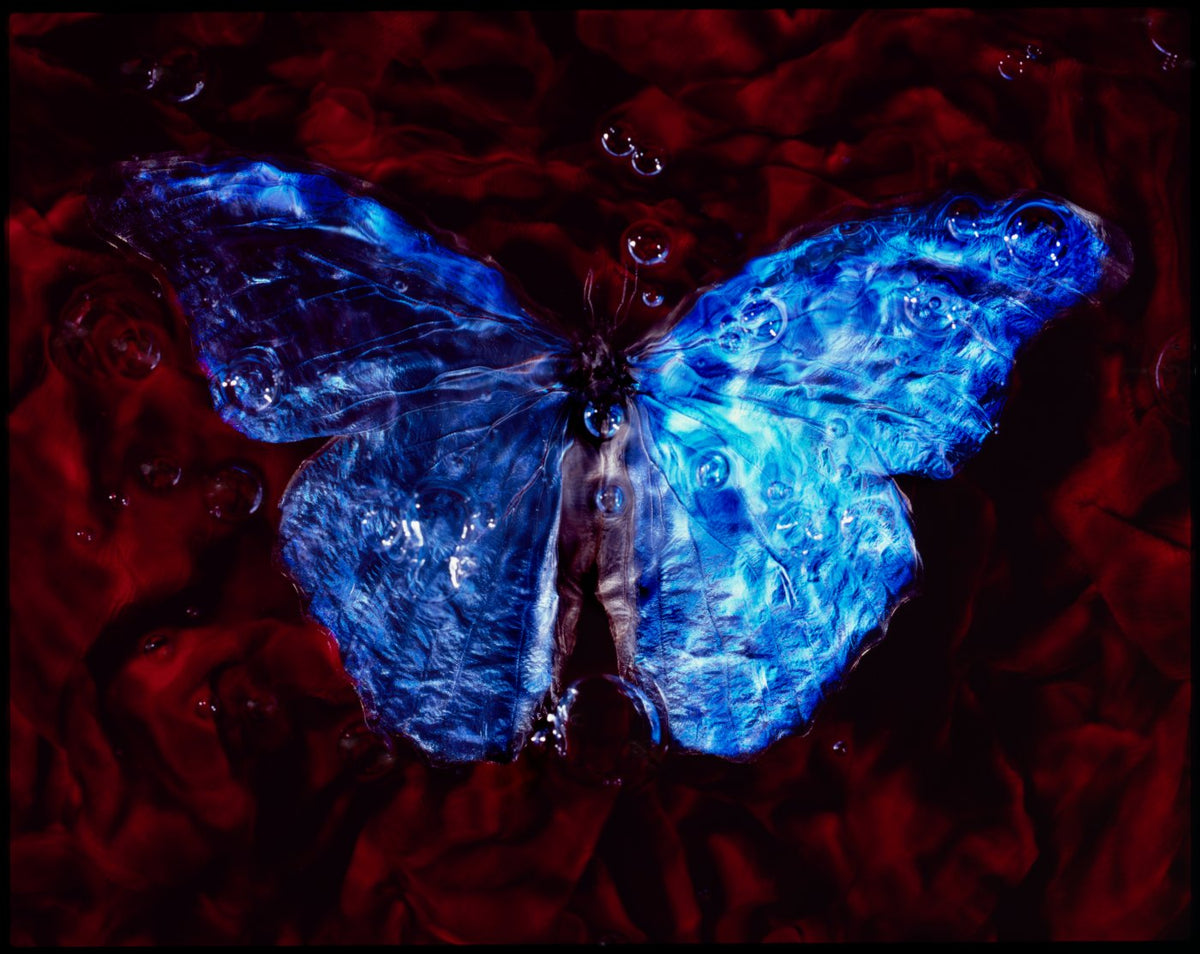 Additional view of Morpho, Blood & Water - No. I, underwater analogue butterfly photograph by Alexander James Hamilton