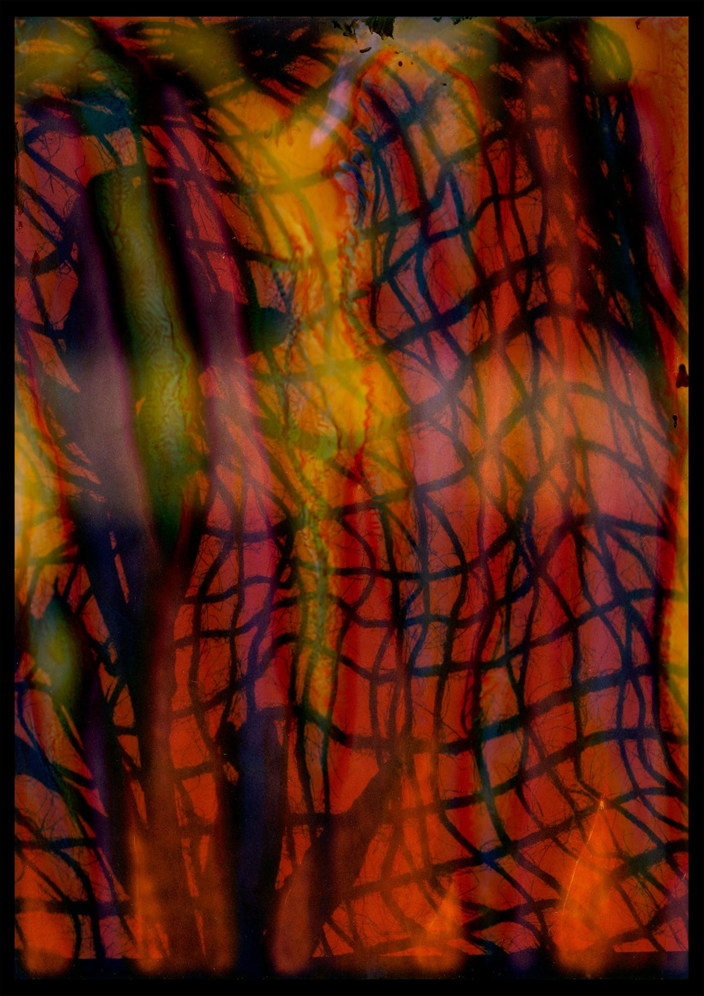 8 x 10 inch PhotoGram, Net & plastic vines