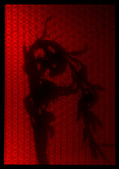 8 x 10 inch PhotoGram, Plate 0066