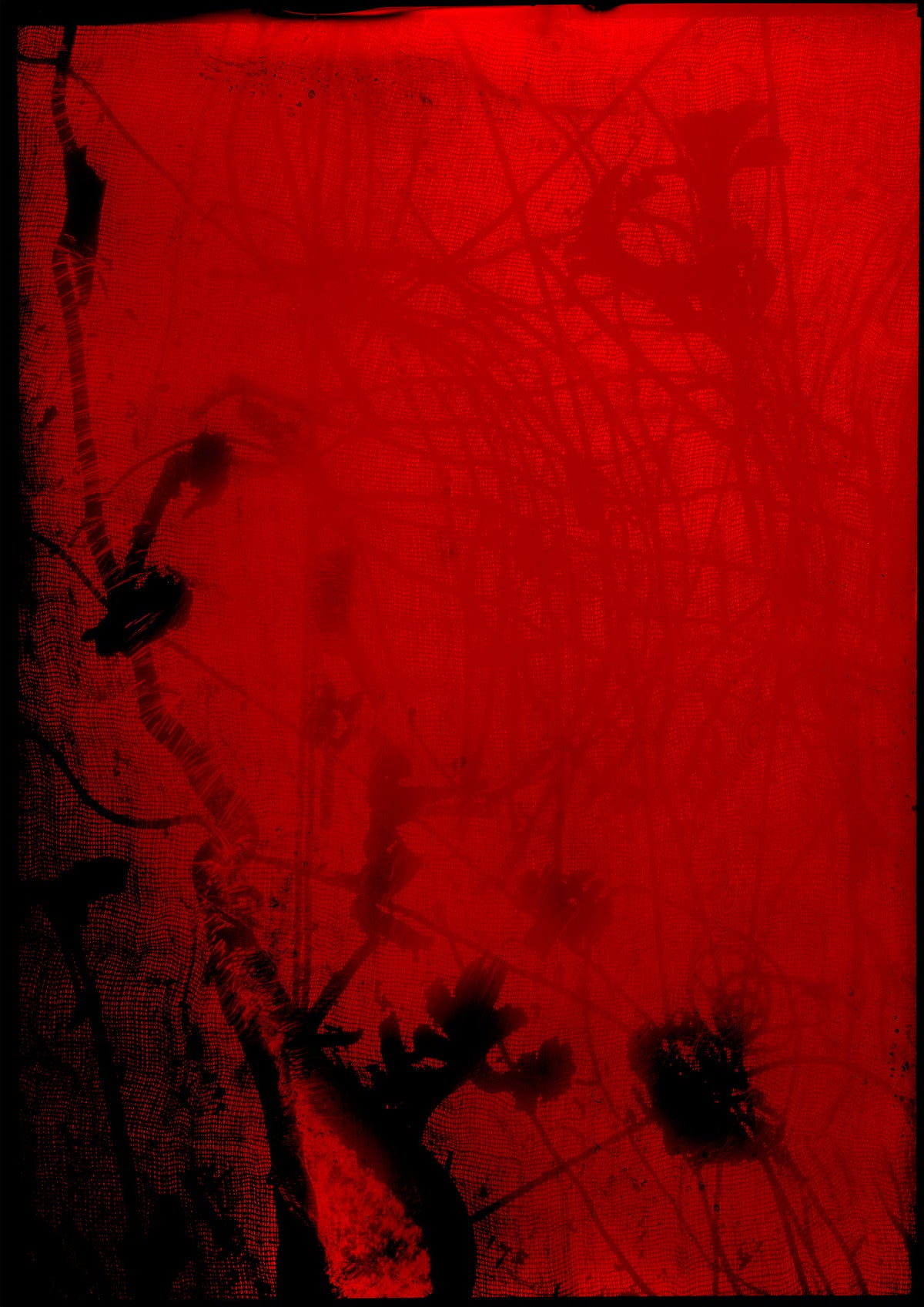 Additional view of 8 x 10 inch PhotoGram, Plate 0081, direct analogue PhotoGram by Alexander James Hamilton