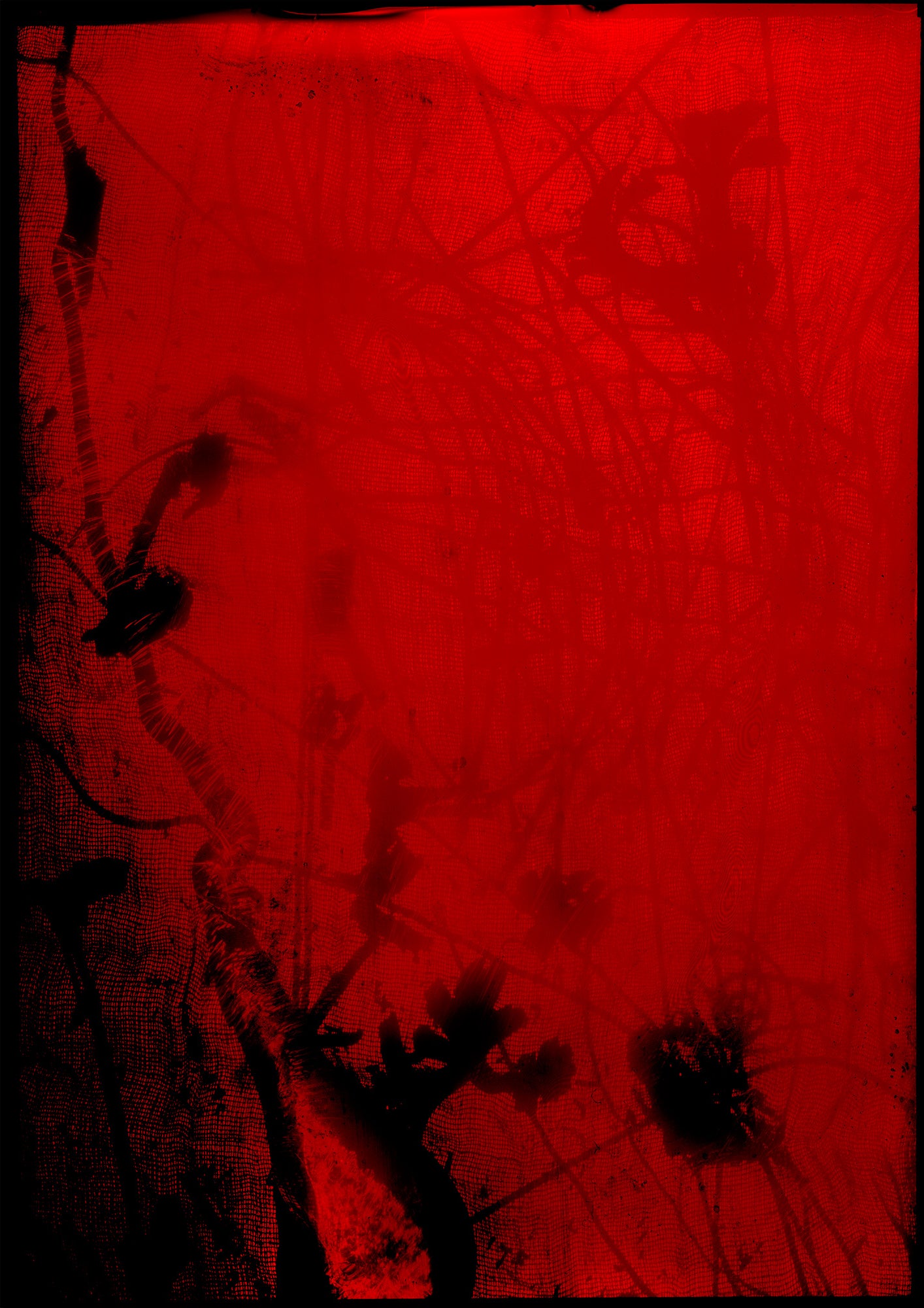 8 x 10 inch PhotoGram, Green buds & net