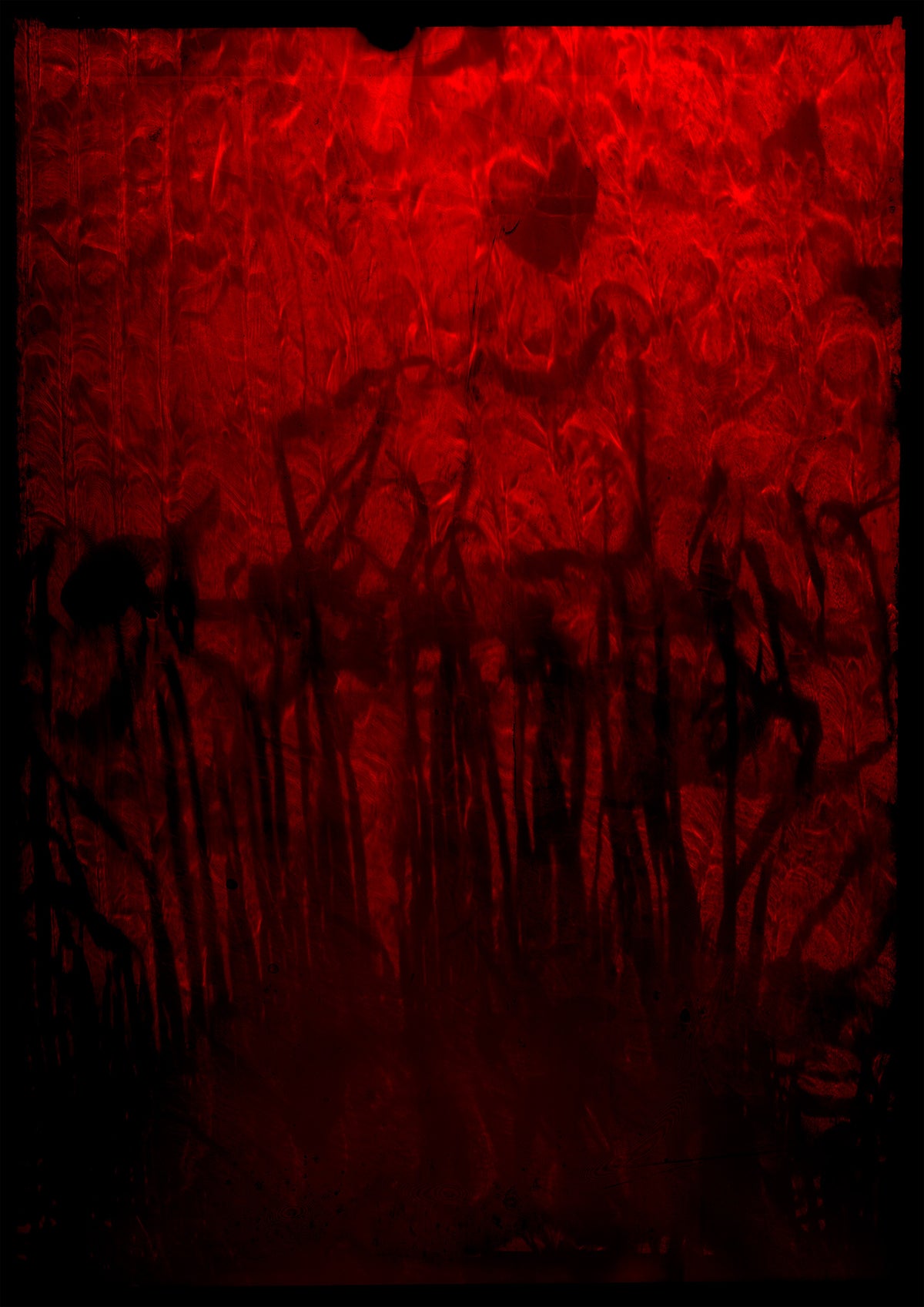 Additional view of 8 x 10 inch PhotoGram, Plate 0119, direct analogue PhotoGram by Alexander James Hamilton