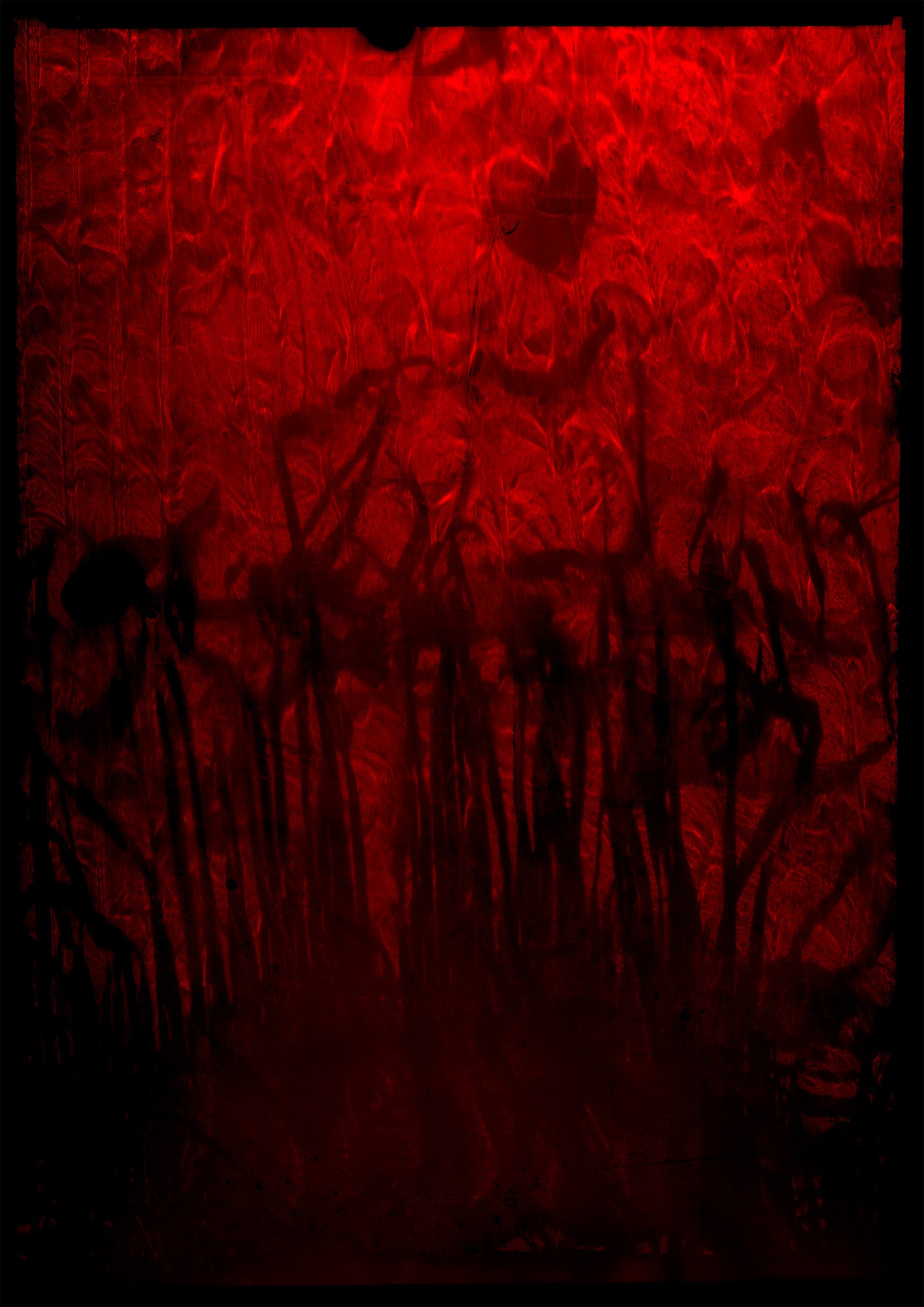 8 x 10 inch PhotoGram, Bottled meadows