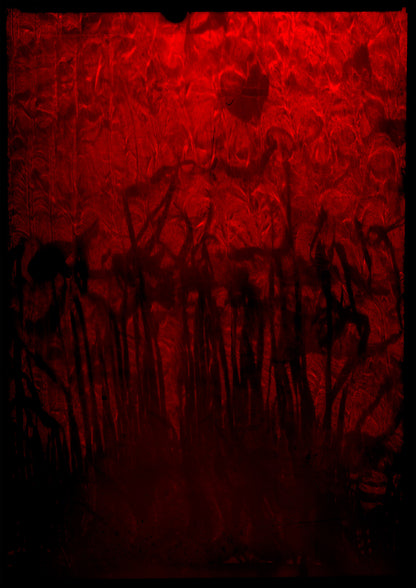 8 x 10 inch PhotoGram, Bottled meadows