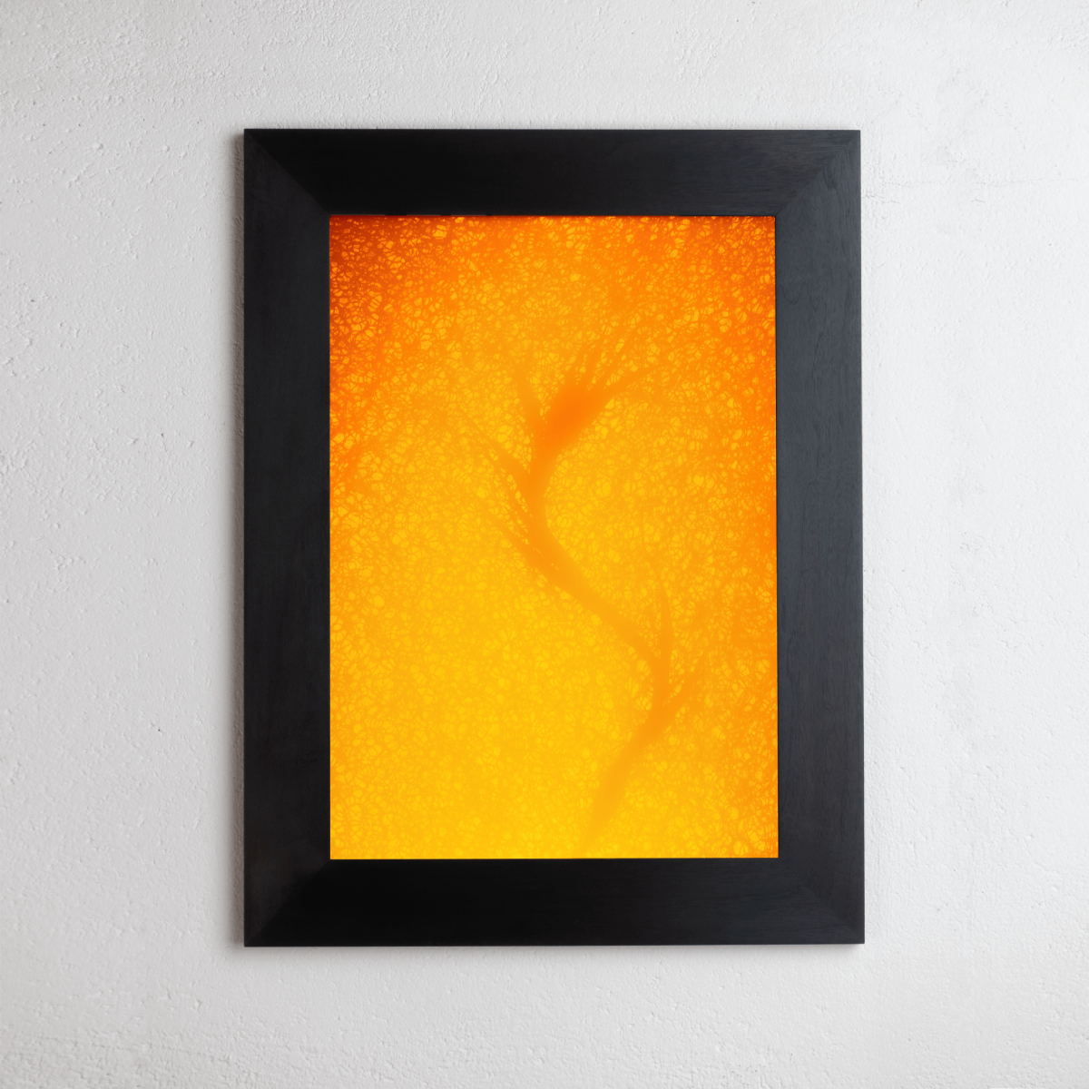 8 x 10 inch PhotoGram, Plate 0040, direct analogue PhotoGram by Alexander James Hamilton