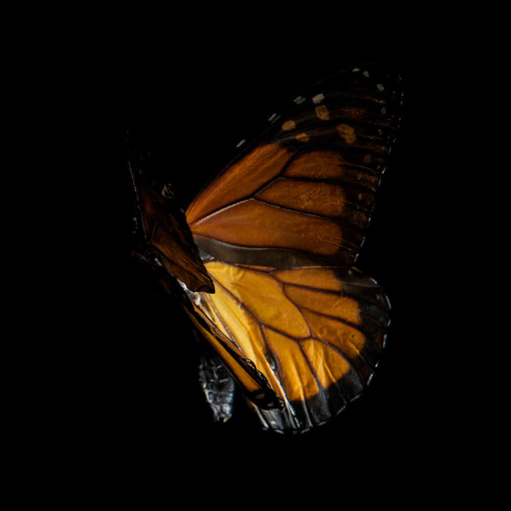 Additional view of Danaus Chrysippus 4176, underwater analogue butterfly photograph by Alexander James Hamilton