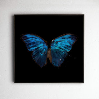 Morpho Amathonto 0219, underwater analogue butterfly photograph by Alexander James Hamilton