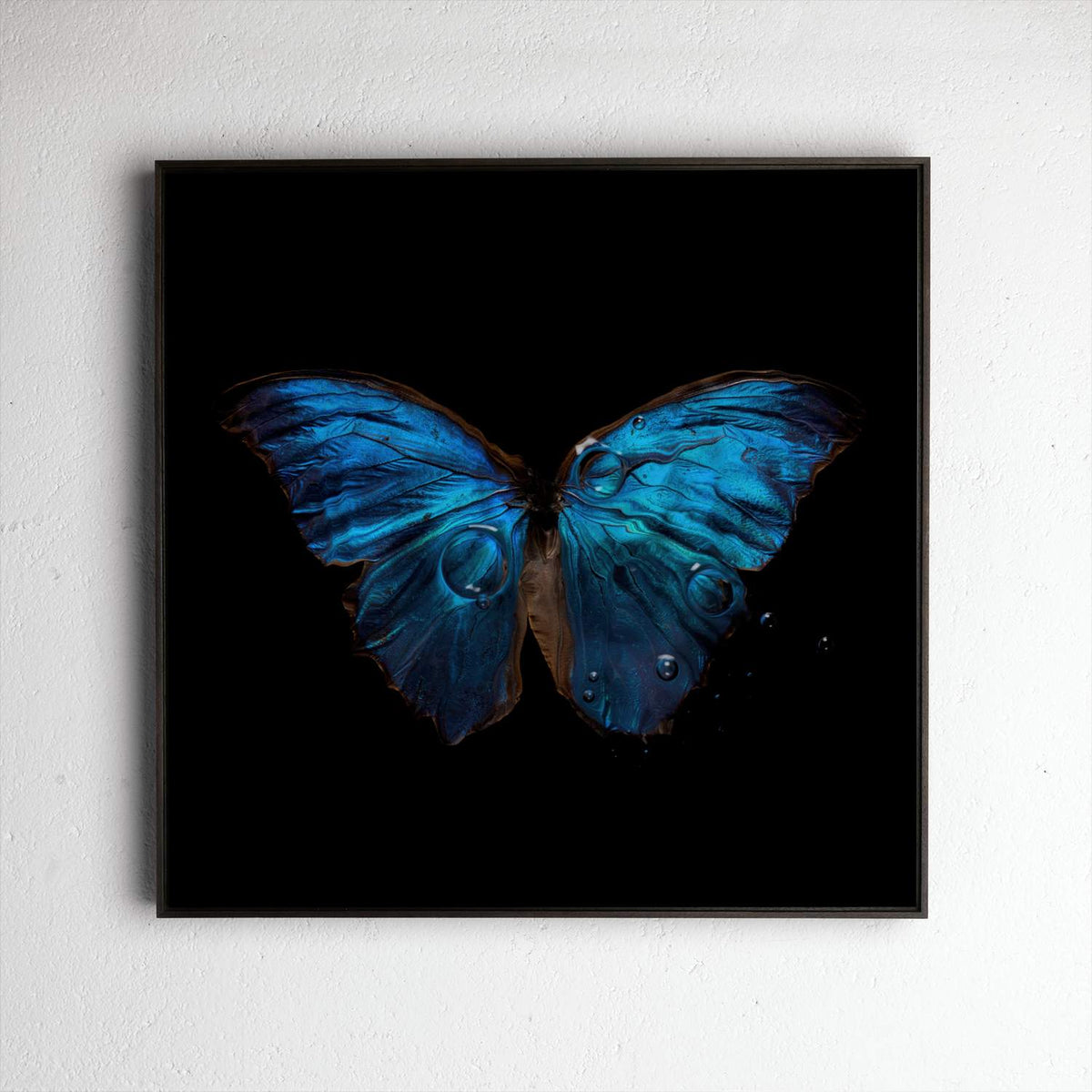 Morpho Amathonto 0219, underwater analogue butterfly photograph by Alexander James Hamilton