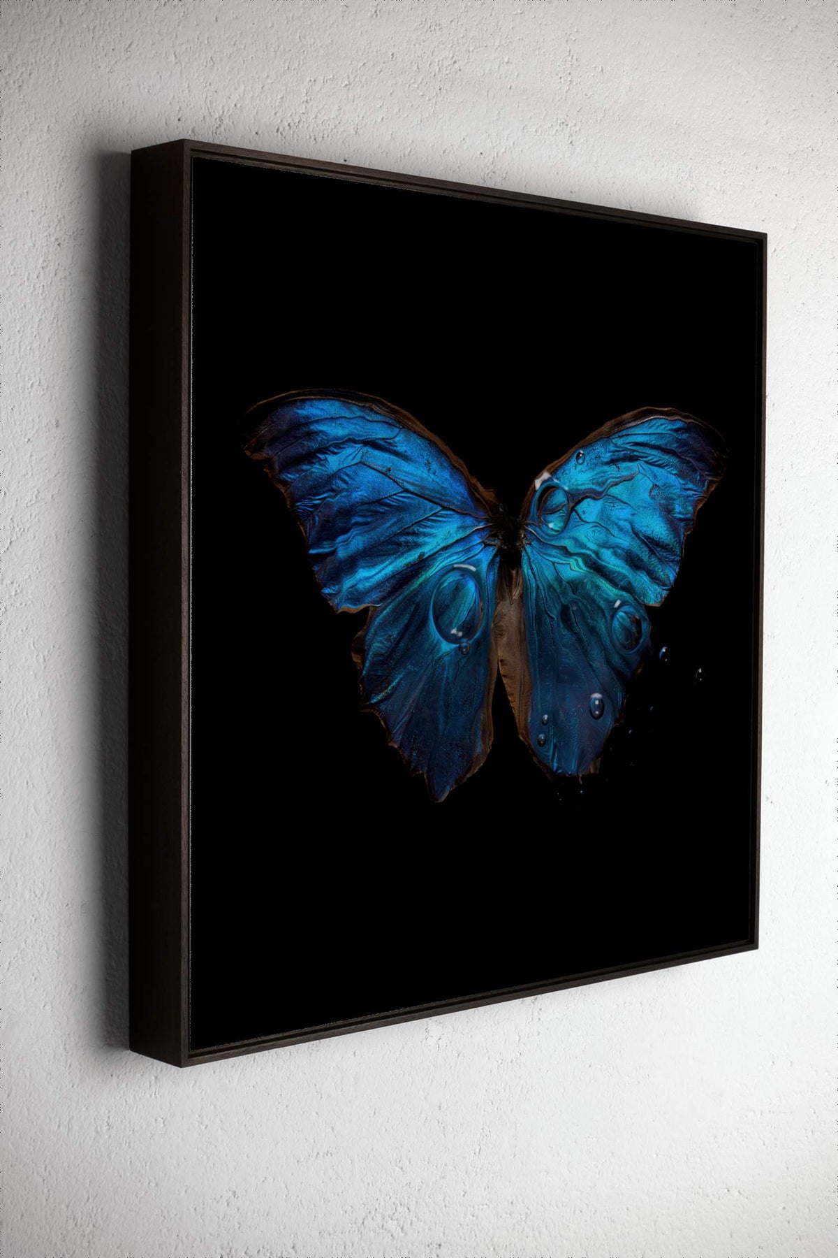 Left side view of Morpho Amathonto 0219, underwater analogue butterfly photograph by Alexander James Hamilton