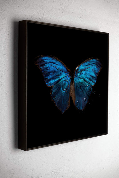 Morpho Amathonto 0219