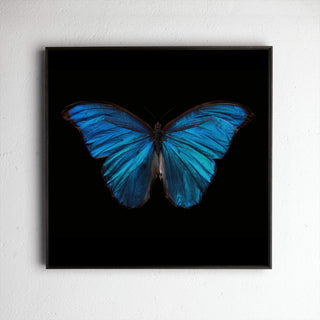 Morpho Amathonte 0220, underwater analogue butterfly photograph by Alexander James Hamilton